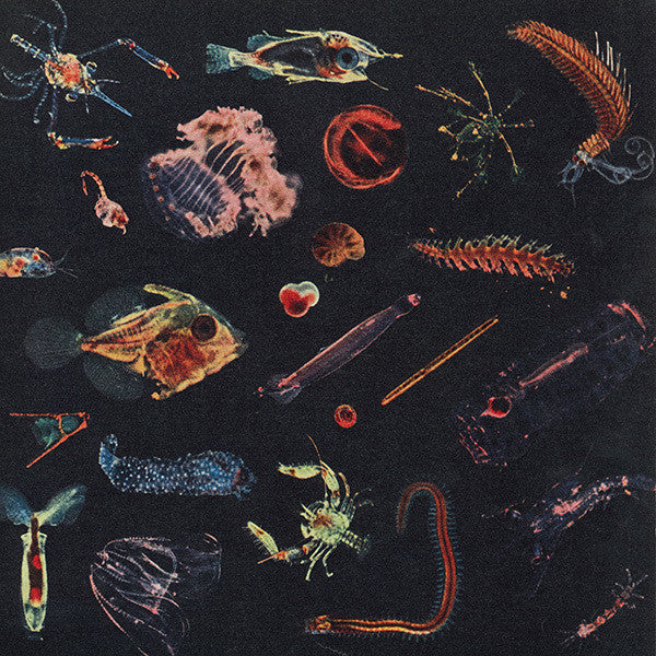 Alessandro Fiori – Plancton - (nuovo)