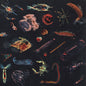 Alessandro Fiori – Plancton - (nuovo)